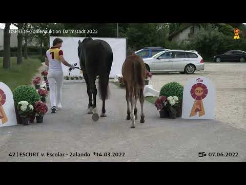 KN 42: Hengstfohlen v. Escolar/Zalando