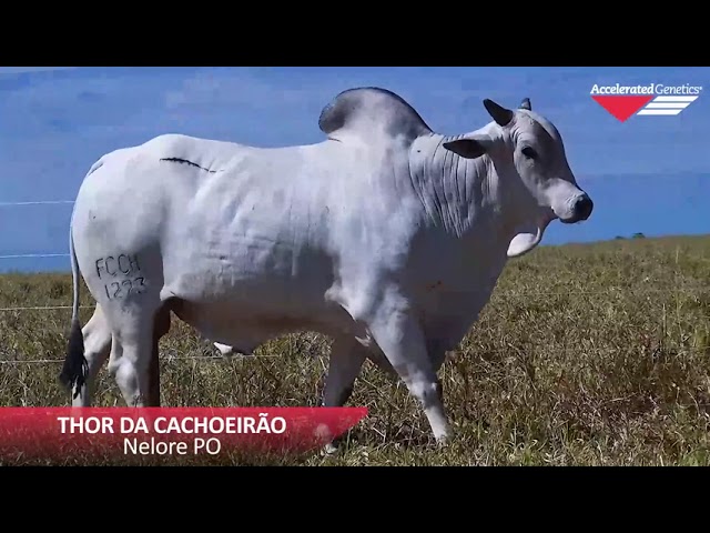 Vídeo THOR FC CACHOEIRÃO