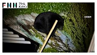 「猫まで食べるのか」飼い猫「タマ」をクマが襲撃　家のそばで死骸見つかる　「いやしっかりクマだ…クマだ」屋根の上に6時間半“居座り熊”も　岩手（2026年05月26日）