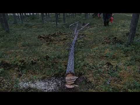 Suvantokumpu Virttiövaara 2016. Husqvarna 242 on ammattilaisen moottorisaha.