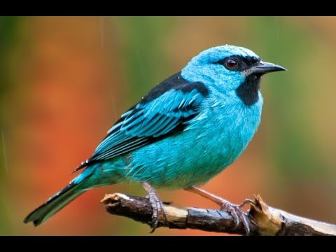 Pitpit modrý (Dacnis cayana) — video o speve a chove