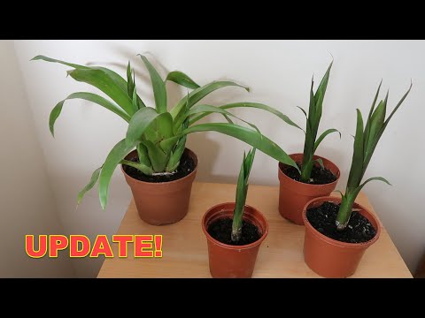 , title : 'Bromeliad Propagation Update ~ Check Out These Guzmania Pups!'