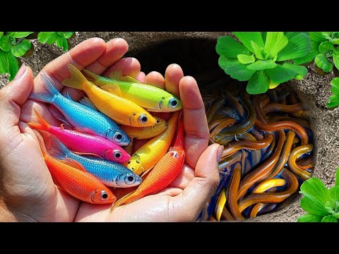 Catch beautiful fish in the slide, snake skin guppies, goldfish, carp, eel.