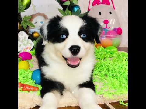 I’m ready for my forever home!