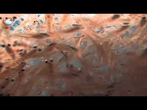 Animals of the Ice - Antarctic Krill