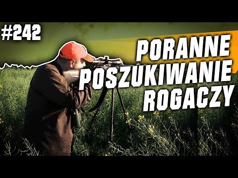 Darz Bór odc. 242 -  Poranne poszukiwanie Rogaczy