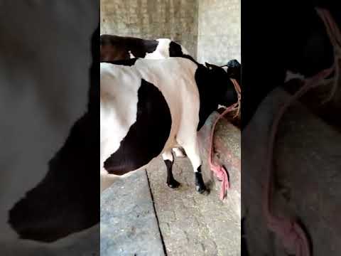 Pure Black Women Murrah Buffalo, 150kg