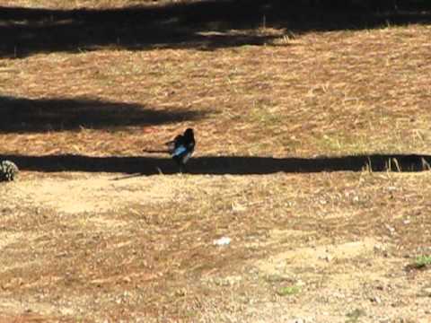 Cazando urraca con cometa fusion black 5.5