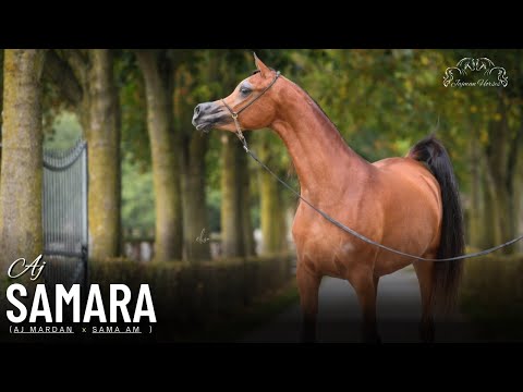 AJ SAMARA Arabain Horses | Ajman Stud | Arabian Horse Show