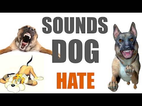 5 Sounds Dogs Hate All Time | HQ