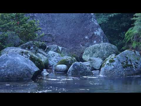 屋久島 白谷雲水峡
