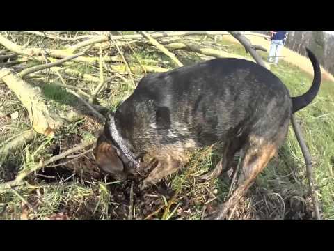 Bardino Mischlings Schwestern gerettet, aus Tötungsstation von Lanzarote!