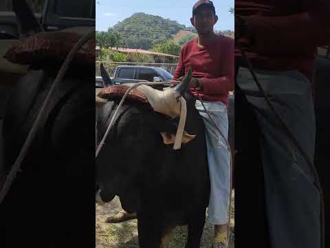 El Pescadito de Azuero Los Cerritos de Los Pozos