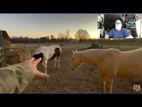 Part 1 of 3 - Lester Is Biting & Beating Poor Buc-ee's Then Blames Voo doo - Horse Herd Behavior