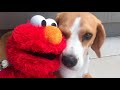 ELMO Vs CUTE DOG