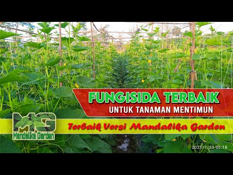 , title : 'Fungisida Terbaik Untuk Tanaman Mentimun || Budidaya Timun || Mandalika Garden'