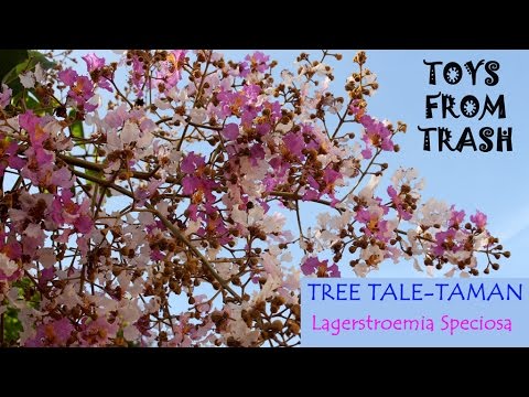 download lagu mp3 mp4 Taman Tree, download lagu Taman Tree gratis, unduh video klip Taman Tree
