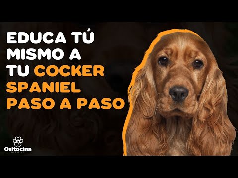 7 CONSEJOS PARA ENTRENAR A TU COCKER SPANIEL