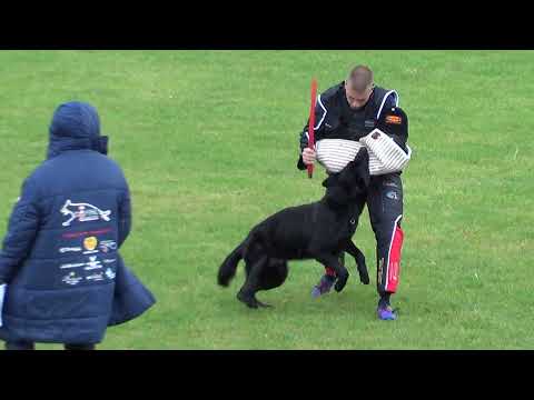 WUSV 2021 ITA 3 -  DANZI GIAN PAOLO  & GIBSON MYSTIC MEGANE C 90