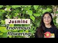 MOGRA JASMINE PLANT COMPLETE CARE TIPS Plant No 11 Gardening Jasmineplant Mograplant