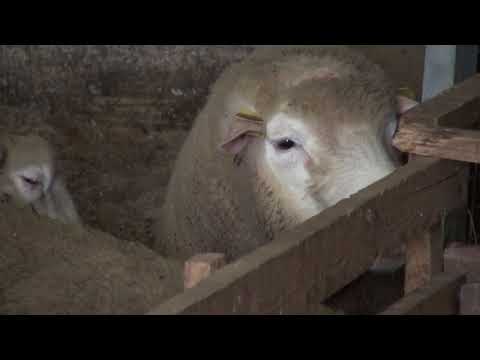 Naša priča 24.11.2017. NAJAVA