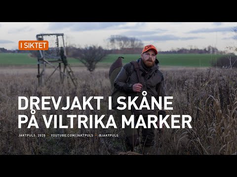 JAKTPULS - Drevjakt i skåne på viltrika marker