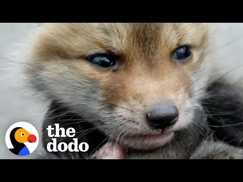 Two Orphaned Baby Foxes Go Nuts When They Meet For The First Time ????❤️ | The Dodo Little But Fierce