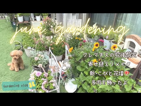 園芸 小さな花のクレマチス