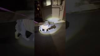 暑かったのでフレブルと夜散歩行ってきた🐶