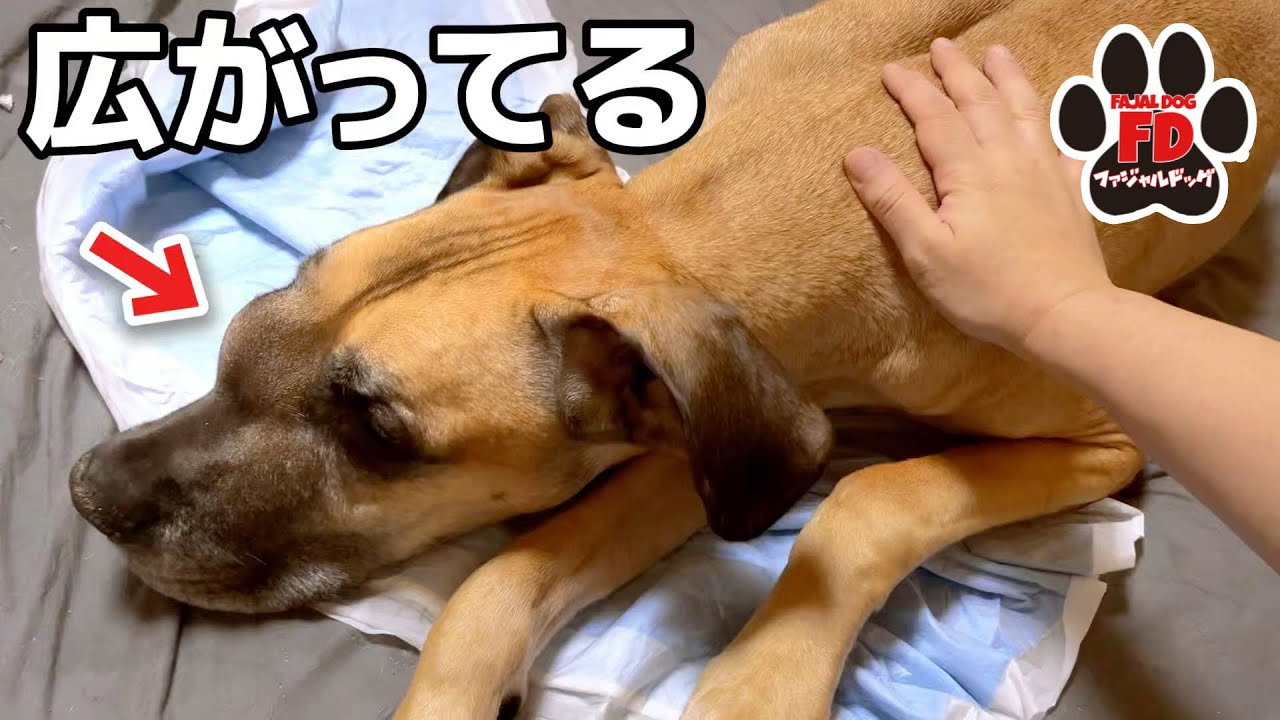 【超大型犬】顔の腫瘍が広がってきました。