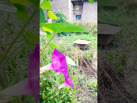 🌹🥀🌺🌷🌸💮🏵️🌻🌼