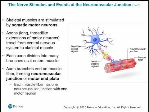 Chapter 9 Muscles and Muscle Tissue Part B