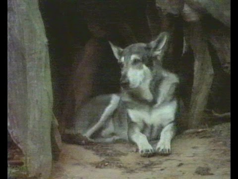 "Der Vagabund (The Littlest Hobo)" Vorspann / Opening