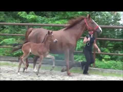 *2016 Stutfohlen von Millennium - Wendulan