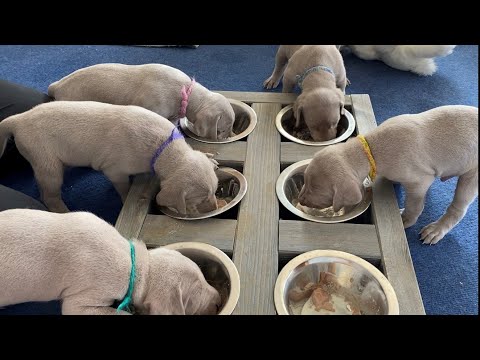 Die Weimaraner Welpen - Woche 4 im Welpenzimmer