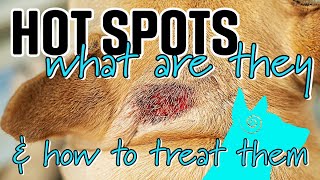 Hot Spots in dogs | What are they and how do you treat them?