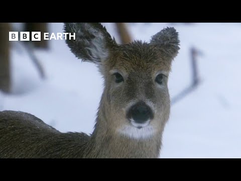 How Do Animals Survive Freezing Winters? | How Nature Works | BBC Earth
