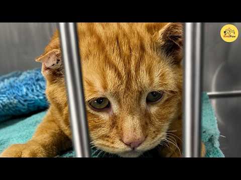 Couple Adopts The World's Saddest Cat, And An Hour Later Something Incredible Happens
