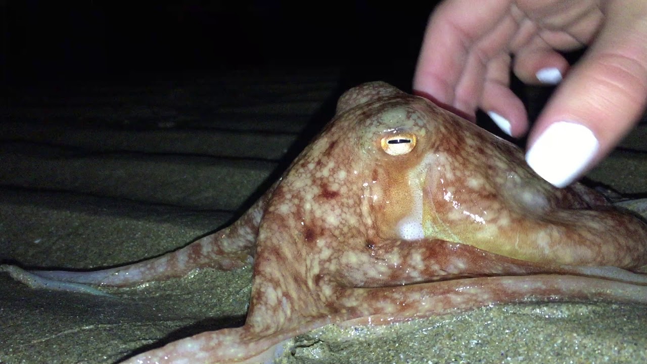 Zmatené chobotnice na souši