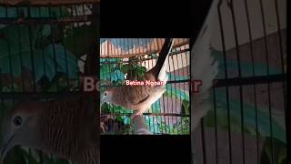 Download lagu Perkutut lokal betina birahi ngoar bekur mp3 Download lagu Perkutut lokal betina birahi ngoar bekur mp3