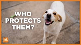 Yuma residents fight for stronger pet safety laws