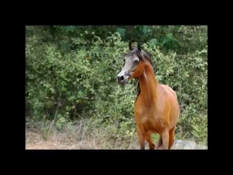 AMEERA AL JANNA (Marwan Al Shaqab x YL Anna Malika (x LA Saguro)