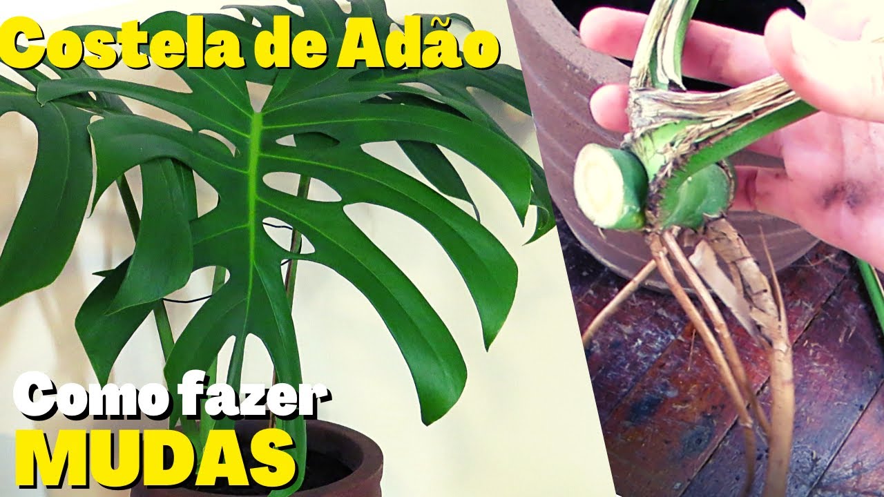 COSTELA DE ADÃO COMO PLANTAR | Fazer mudas da monstera deliciosa | multiplique sua planta fácil