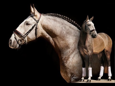 **SOLD** Gentil - Amazing Piro Free Lusitano Stallion