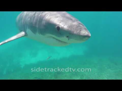 Filming a Great White Shark For First Time, No Cage, Armed With a Snorkel and GoPro