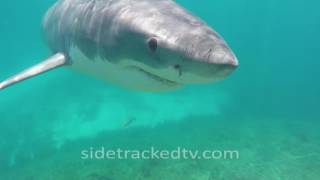 Filming a Great White Shark For First Time, No Cage, Armed With a Snorkel and GoPro