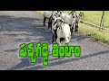 Pachagaddi Thintaam Goats Vs Dogs