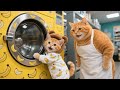 The Washer Breaks Down Ginger Kitten Mama Cat Work Part Time At A Laundromat To Buy A New One
