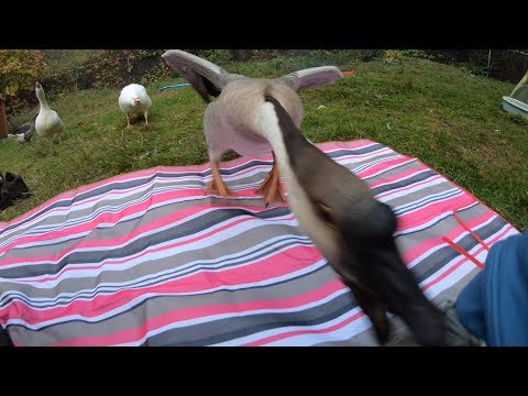 Devoted Pet Goose Defends his Owner from Stranger