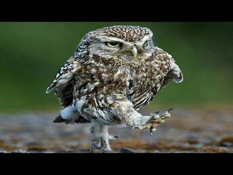 Owl - A Funny Owls And Cute Owls  😱 😱 😱